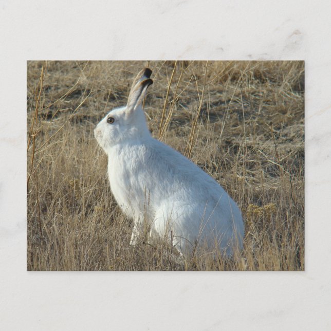 R25 Snowshoe Hare Postcard (Front)