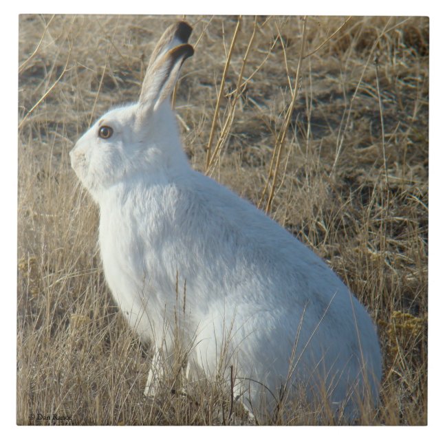 R25 Snowshoe Hare Tile (Front)