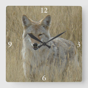 R2 Coyote in Tall Grass Square Wall Clock