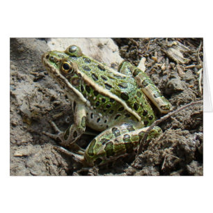 R3 Grenouille léopard