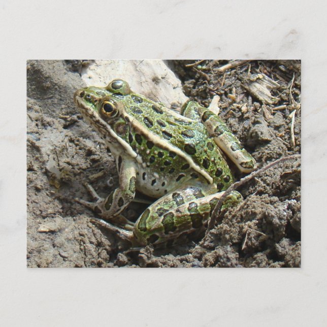 R3 Leopard Frog Postcard (Front)