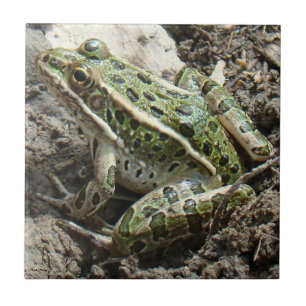 R3 Leopard Frog Tile