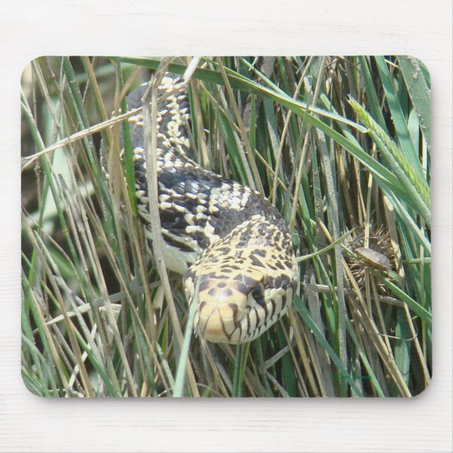 R4 Bull Snake in Grass Mouse Pad (Front)