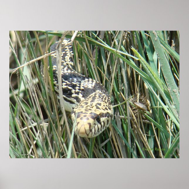 R4 Bull Snake in Grass Poster (Front)