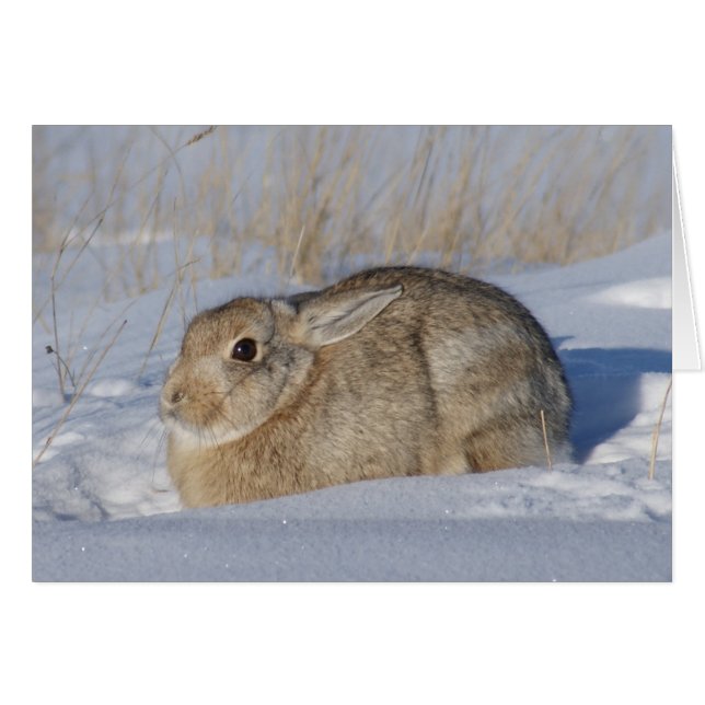 R5 Cottontail Rabbit in Snow (Front Horizontal)