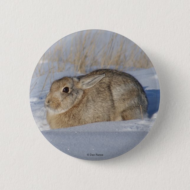 R5 Cottontail Rabbit in Snow 2 Inch Round Button (Front)