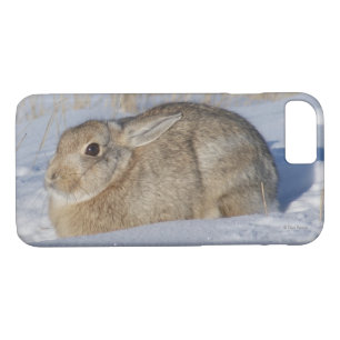 R5 Cottontail Rabbit in Snow Case-Mate iPhone Case