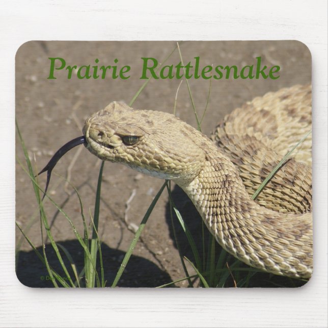 R8 Prairie Rattlesnake Head Mouse Pad (Front)