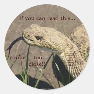R8 Prairie Rattlesnake Head Shot Classic Round Sticker