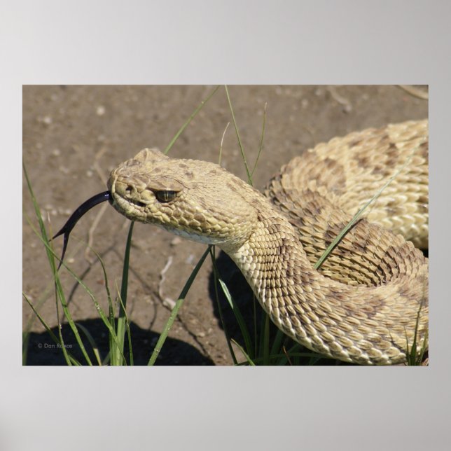 R8 Rattlesnake Head Shot Poster (Front)