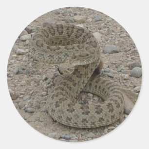 R9 Prairie Rattlesnake Coiled Classic Round Sticker