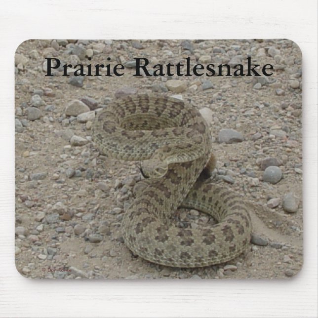 R9 Prairie Rattlesnake Coiled Mouse Pad (Front)