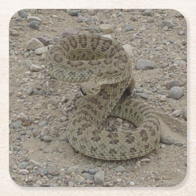 R9 Prairie Rattlesnake Square Paper Coaster (Front)