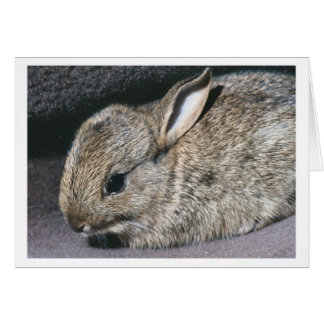 rabbit