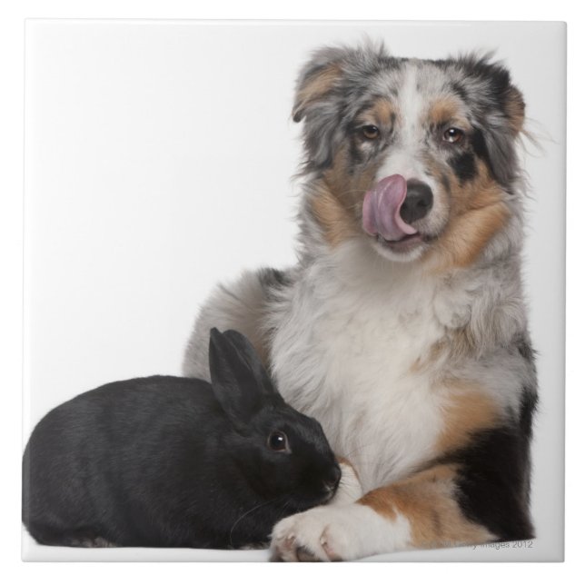 Rabbit (1 year old) lying next to an Australian Tile (Front)