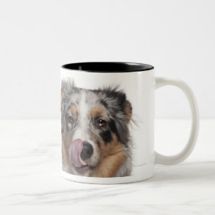 Rabbit (1 year old) lying next to an Australian Two-Tone Coffee Mug