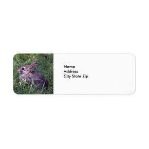Rabbit 8603