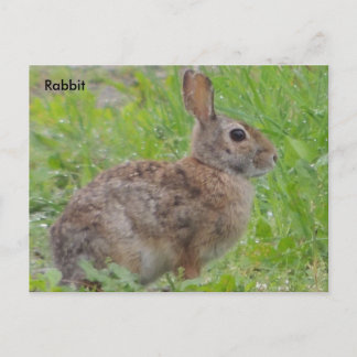 Rabbit (A) Postcard