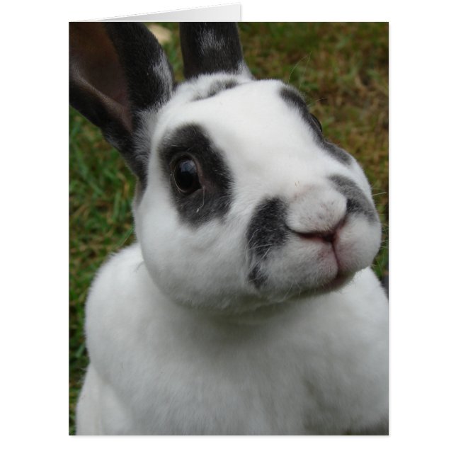 Rabbit adorable Vide à l'intérieur de toutes les o (Devant)