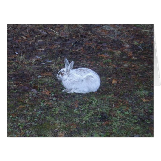 Rabbit Blank Card