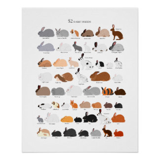 Rabbit breeds chart