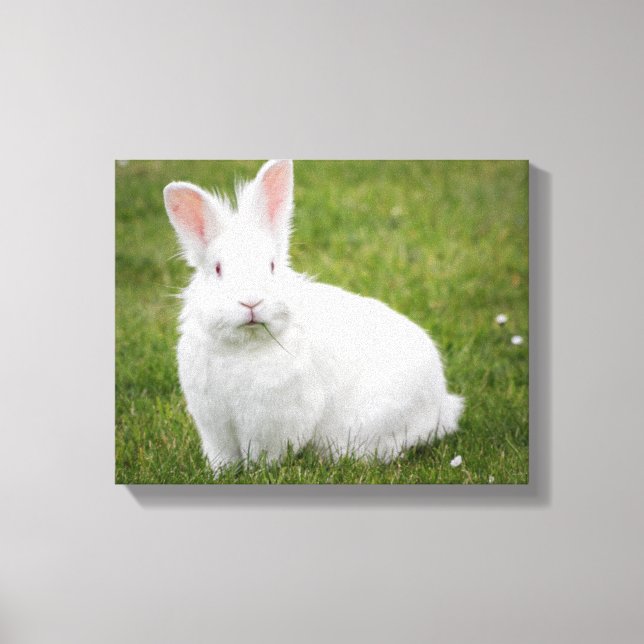rabbit bunny photograph canvas print (Front)