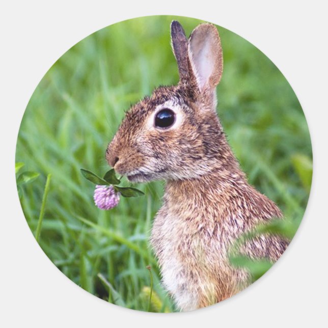 Rabbit Classic Round Sticker (Front)