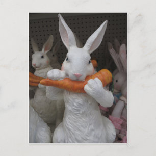 Rabbit Eating Carrot Postcard