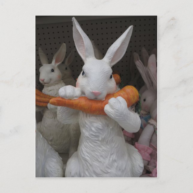 Rabbit Eating Carrot Postcard (Front)