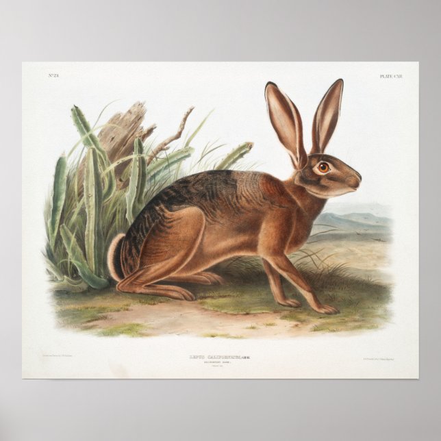 Rabbit Illustration Poster (Front)