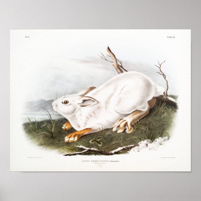 Rabbit Illustration Poster (Front)