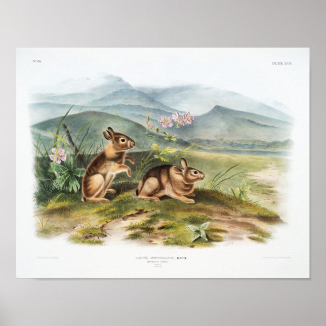 Rabbit Illustration Poster (Front)