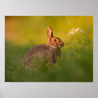 Rabbit in the evening light Poster