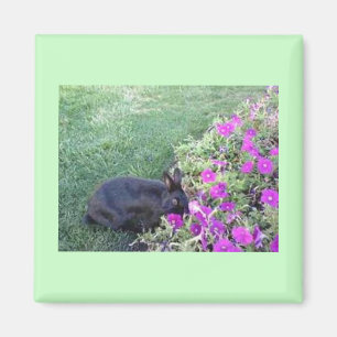 Rabbit in the garden magnet