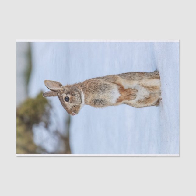 Rabbit in the snow tissue paper (Front)