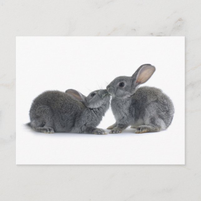 Rabbit Kiss Postcard (Front)