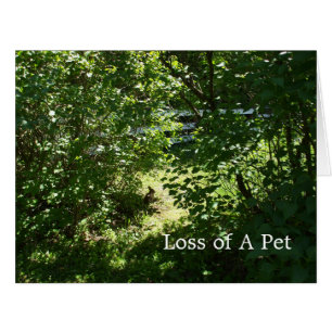 Rabbit- Loss of a Pet