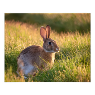 Rabbit Photo Print