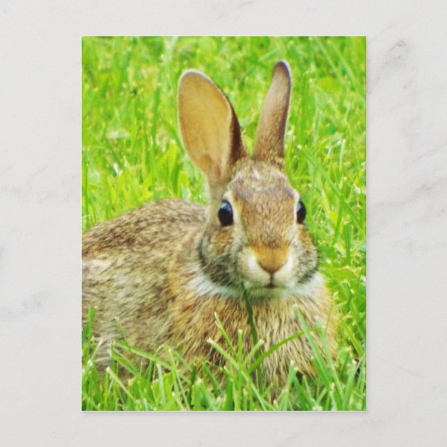 rabbit postcard (Front)