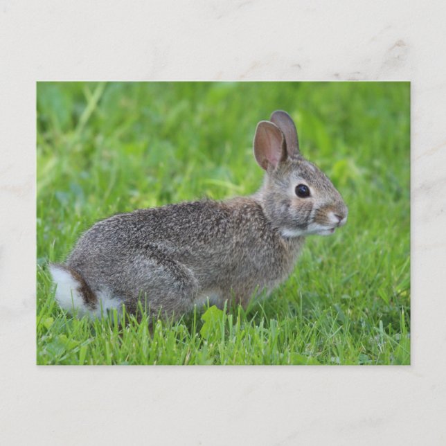 Rabbit Postcard (Front)