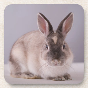 rabbit,simple background,animal,white table, coaster