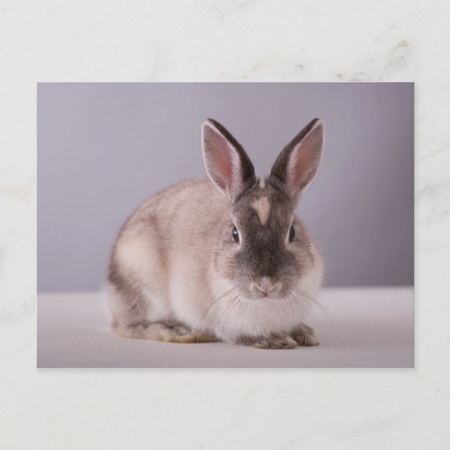 rabbit,simple background,animal,white table, postcard (Front)