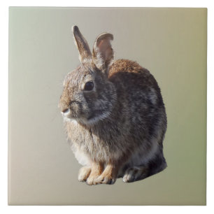 Rabbit Sitting Tile