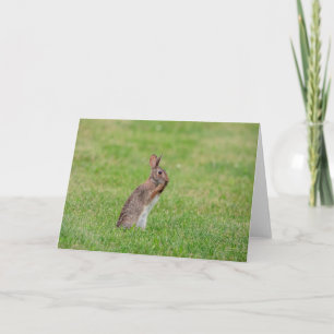 Rabbit standing in the grass and looking shy card