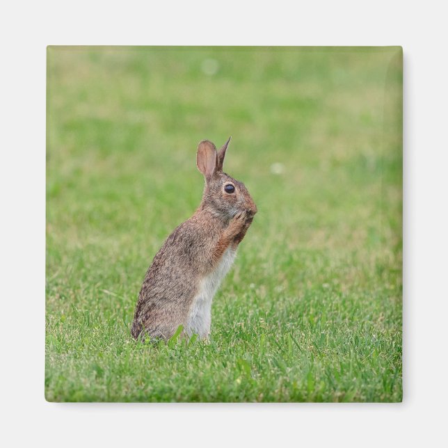 Rabbit standing in the grass and looking shy magnet (Front)