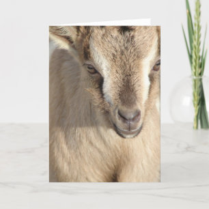 Rabbit the Alpine Goat Card