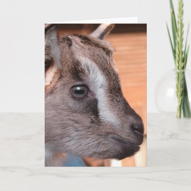 Rabbit the Bottle Goat Card (Front)