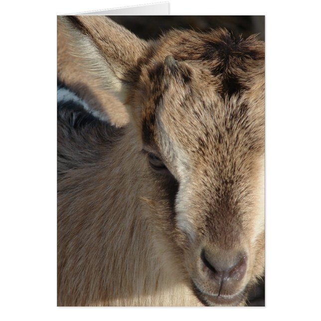 Rabbit the Goat (Front)