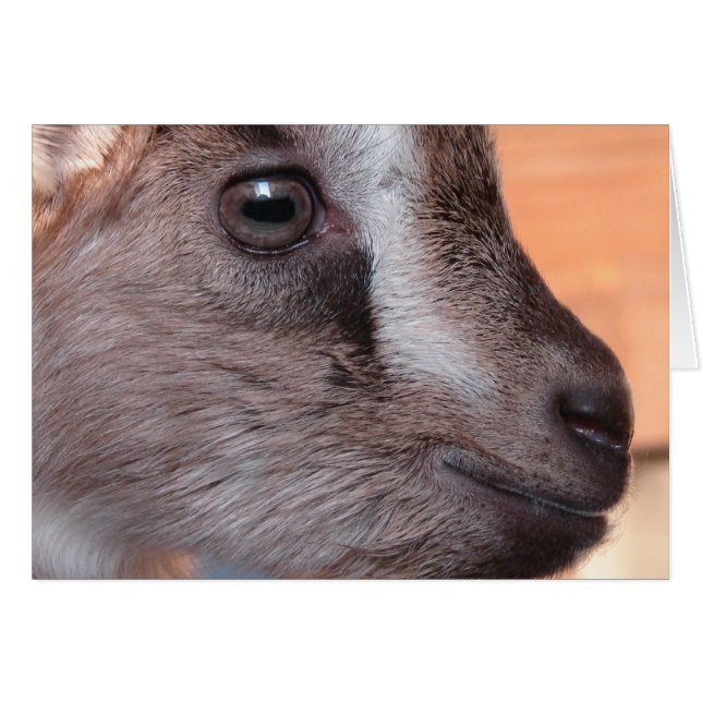 Rabbit The Goat (Front Horizontal)