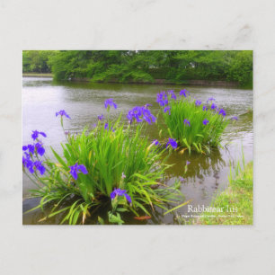 Rabbitear Iris : Carte postale